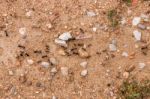 Black Ants On The Ground Stock Photo