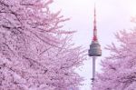 Cherry Blossom With Seoul Tower Stock Photo