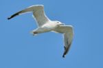 White Seagull In Flight Stock Photo