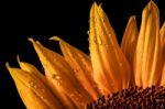 Sunflower (helanthus Annuus) Petals Stock Photo