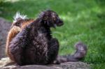 Black Lemur (eulemur Macaco) At The Bioparc Fuengirola Stock Photo