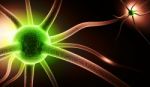 Neuron Stock Photo