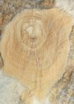 Slice Of Wood Timber Texture Stock Photo