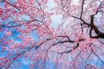 Cherry Blossom With Soft Focus, Sakura Season In Spring Stock Photo