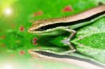 Skink In Garden Stock Photo