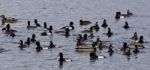 Beautiful Isolated Image Of A Swarm Of Ducks In The Lake Stock Photo