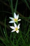 White Rain Lily In Dark Clump Of Grass Stock Photo