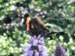 Butterfly On The Flowers Stock Photo