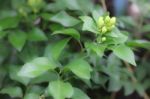 Orange Jessamine Flowers Stock Photo