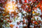 Blur Of Trees In The Autumn Stock Photo