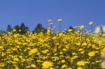 Hill Of Yellow Marigold Flowers Stock Photo