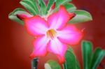 Close-up Impala Lily Or Desert Rose Or Mock Azalea Stock Photo