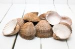 Several Clam Shells Isolated Stock Photo