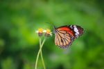 Butterfly Stock Photo