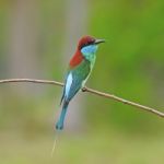 Blue-throated Bee-eater Stock Photo