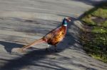 Common Pheasant (phasianus Colchicus) Stock Photo