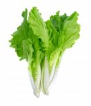 Lettuce Leaves Isolated On White Background Stock Photo