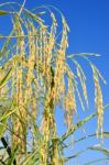 Paddy Rice Stock Photo