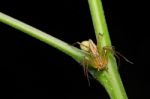 Jumping Spider Stock Photo