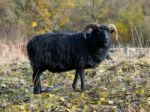 Hebridean Black Sheep At Warnham Nature Reserve Stock Photo