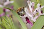 Fumaria Parviflora Flower With Bee Stock Photo