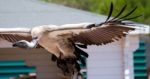 Benalmadena, Andalucia/spain - July 7 : Juvenile Andean Condor ( Stock Photo