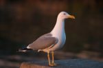 Seagull In The Seashore Stock Photo