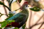 Red-crested Turaco (tauraco Erythrolophus) Stock Photo