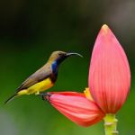 Male Olive-backed Sunbird Stock Photo