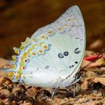 Jewelled Nawab Butterfly Stock Photo