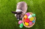 Rabbit And Easter Eggs In Green Grass Stock Photo