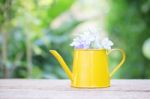 Blue Plumbago In Yellow Mini Watering Can Stock Photo