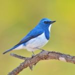 Ultramarine Flycatcher Bird Stock Photo