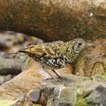 Scaly Thrush Stock Photo