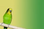 Budgie Stock Photo