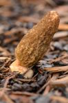 Morel Stock Photo