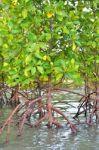 Mangrove Plants Stock Photo