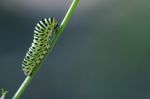 Papilio Macaone Stock Photo