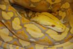 Albino Python Stock Photo