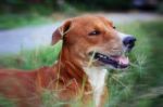 Brown Dog Plays On The Green Grass Stock Photo