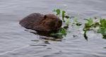 Beautiful Background With A Beaver Eating Leaves In The Lake Stock Photo