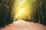 Bamboo Is A Row Of The Roadside Stock Photo