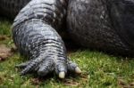 Crocodile Claw Stock Photo