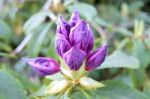 Flowers Rhododendron Stock Photo