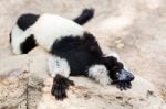 Balck And White Lemur On Rock Stock Photo