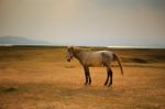 Male Horse On Rural Farm Field Stock Photo