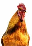 Fire Cock In Full Length Stock Photo