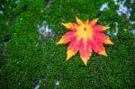 Maple In Autumn In Korea Stock Photo