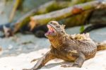 Marine Iguana On Galapagos Islands Stock Photo