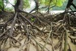 Mangroves Stock Photo